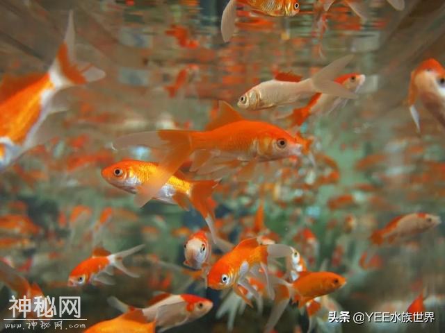 给鱼治病要不要加硝化细菌，多数人忽视，少数人犹豫-6.jpg