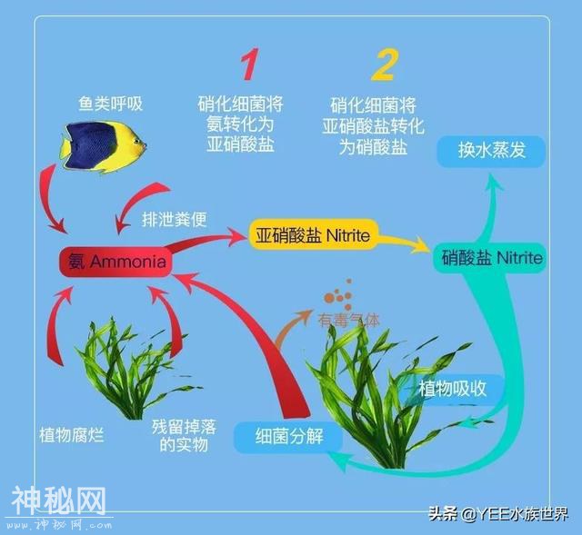 给鱼治病要不要加硝化细菌，多数人忽视，少数人犹豫-3.jpg