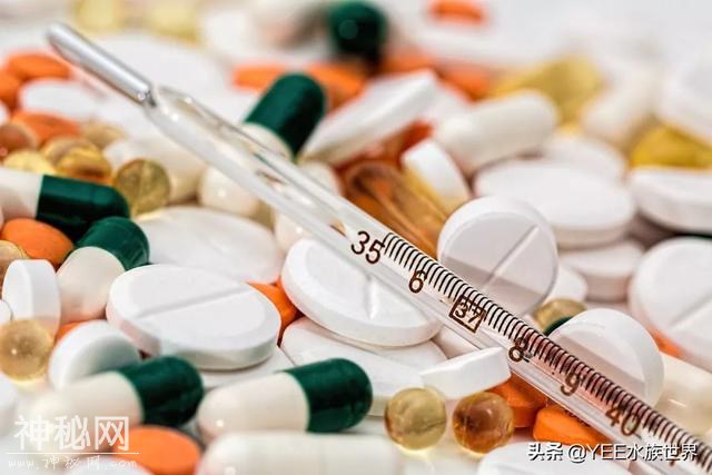 给鱼治病要不要加硝化细菌，多数人忽视，少数人犹豫-5.jpg