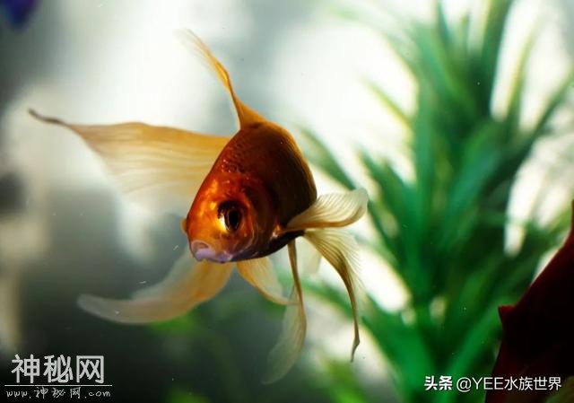 给鱼治病要不要加硝化细菌，多数人忽视，少数人犹豫-1.jpg