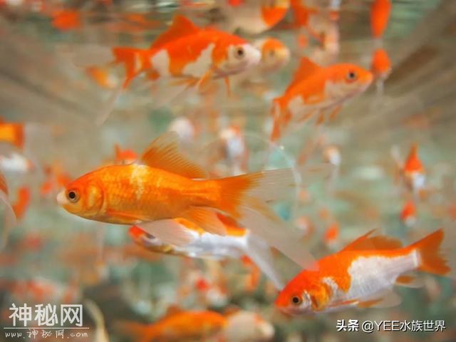 给鱼治病要不要加硝化细菌，多数人忽视，少数人犹豫-7.jpg