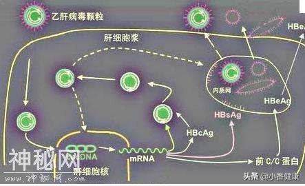 乙肝五项对乙肝病毒携带的提示-3.jpg