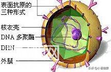乙肝五项对乙肝病毒携带的提示-5.jpg