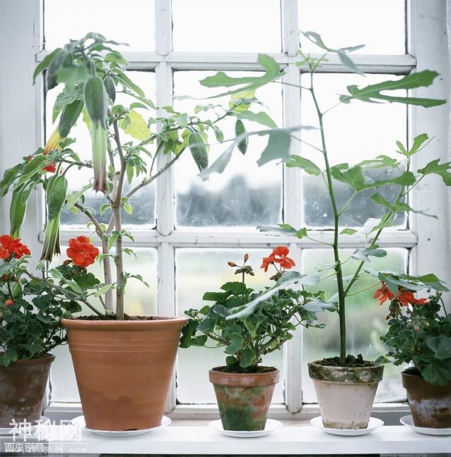盆花高手的"9大养花绝技"-2.jpg