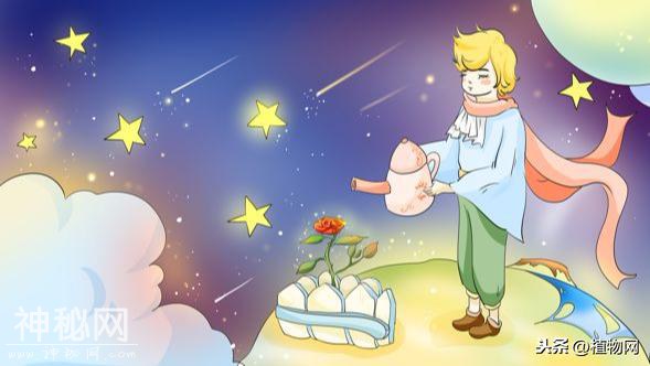 在小王子的星球上，只有着那独一无二的玫瑰花-2.jpg