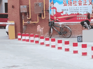 狗砸的自娱自乐简直有毒，最后一个是来搞笑的吧？-8.jpg