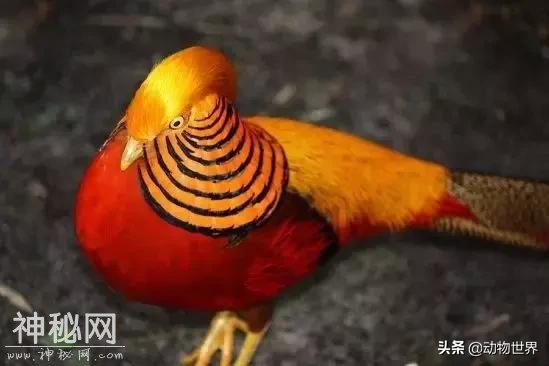 中国特有鸟类-红腹锦鸡-7.jpg