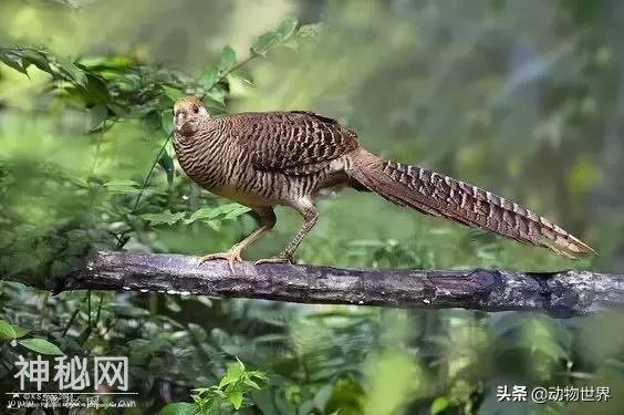 中国特有鸟类-红腹锦鸡-9.jpg