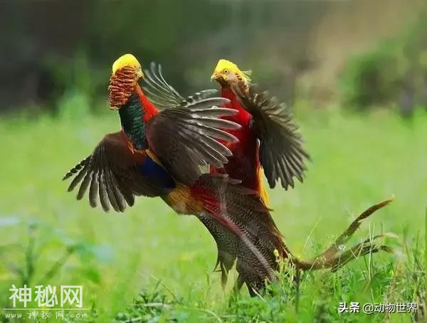 中国特有鸟类-红腹锦鸡-14.jpg