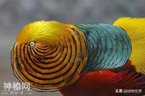 中国特有鸟类-红腹锦鸡-17.jpg