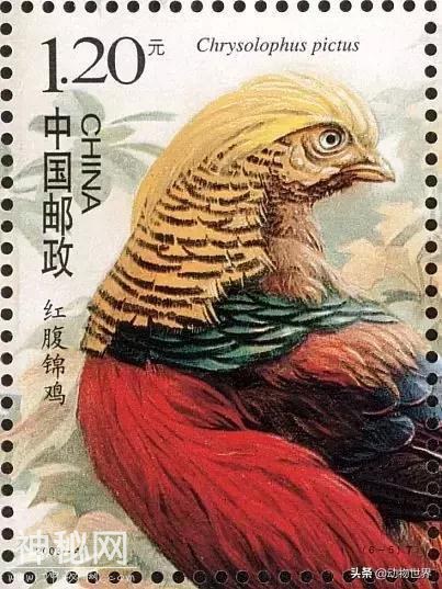 中国特有鸟类-红腹锦鸡-23.jpg