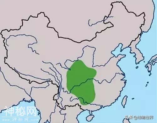 中国特有鸟类-红腹锦鸡-22.jpg