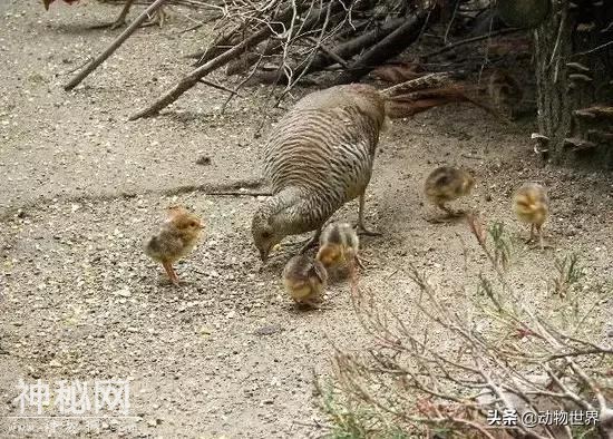 中国特有鸟类-红腹锦鸡-20.jpg