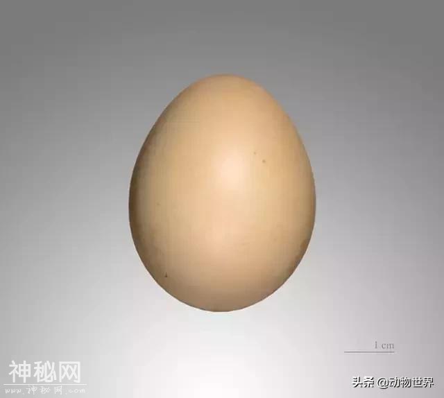 中国特有鸟类-红腹锦鸡-19.jpg