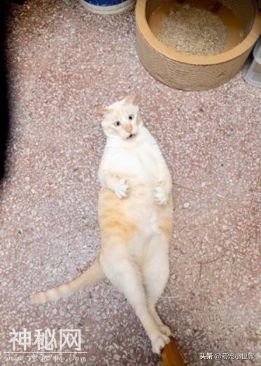 天生斗鸡眼的猫搞笑戏超足，任何一个表情都能让人笑到并轨-1.jpg