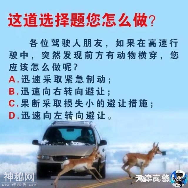 【安全提示】高速遇到小动物，我该怎么办？-2.jpg