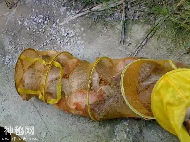 讲讲我与罗非的一点故事和心得：饵料篇-4.jpg