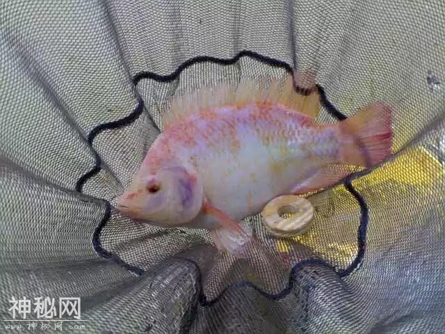 讲讲我与罗非的一点故事和心得：饵料篇-6.jpg