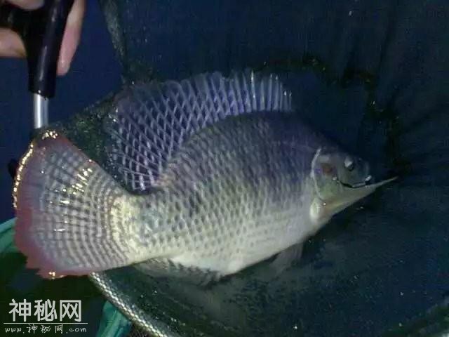 讲讲我与罗非的一点故事和心得：饵料篇-1.jpg