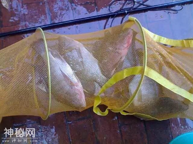 讲讲我与罗非的一点故事和心得：饵料篇-5.jpg