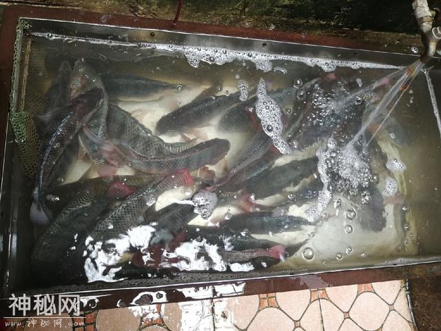 讲讲我与罗非的一点故事和心得：饵料篇-9.jpg
