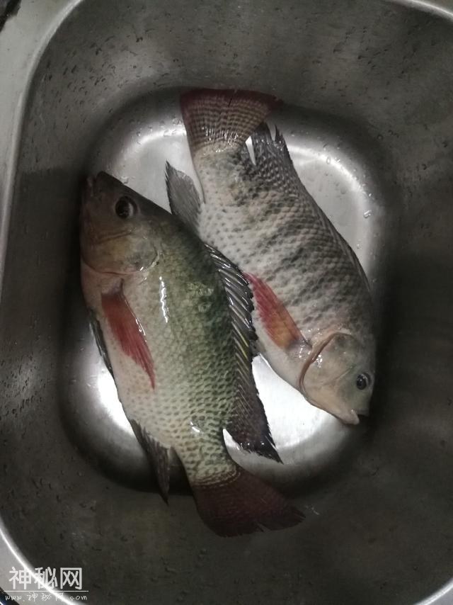 讲讲我与罗非的一点故事和心得：饵料篇-8.jpg