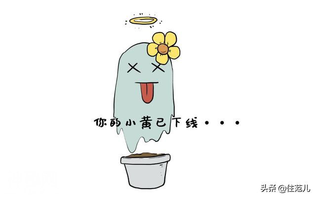 你家植物为什么动不动就死给你看？-2.jpg