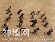 无言的战友，另类的忠诚，身边永远有他们，致敬这些“动物兵”-2.jpg