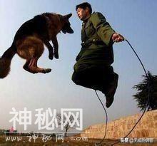无言的战友，另类的忠诚，身边永远有他们，致敬这些“动物兵”-4.jpg