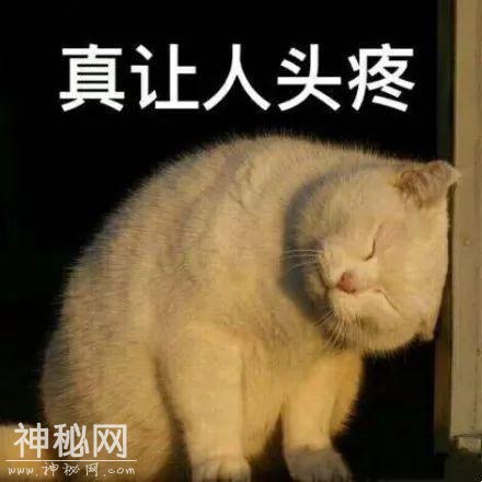 为撕正宫斗法致胎死腹中？娱妻X枣花早年不可说的故事-44.jpg