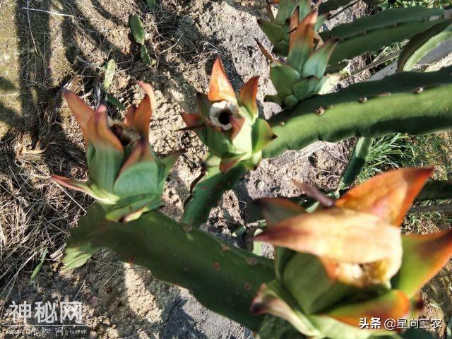 真菌性病害、细菌性病害、病毒病病害的区别！收藏-1.jpg
