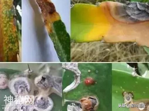 真菌性病害、细菌性病害、病毒病病害的区别！收藏-2.jpg