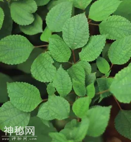 少年人文课堂·巴渝非遗文化②｜荣昌夏布 机杼声声演奏织造传奇-4.jpg