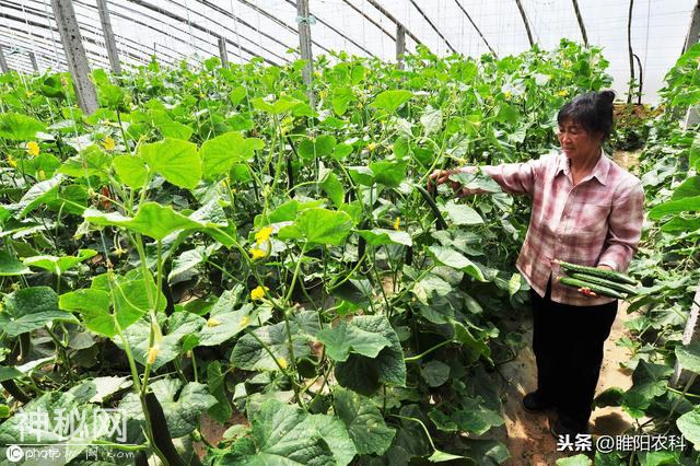 这个药更厉害，10秒杀菌，能杀灭600多种真菌、细菌、病毒等病害-4.jpg
