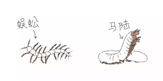 那些长得很像的动物们到底怎么区别？-2.jpg