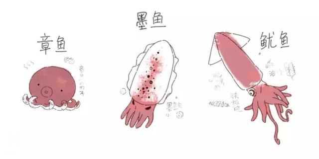 那些长得很像的动物们到底怎么区别？-7.jpg