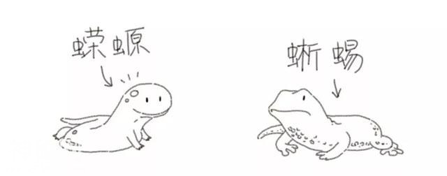 那些长得很像的动物们到底怎么区别？-3.jpg