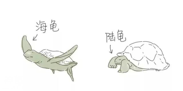 那些长得很像的动物们到底怎么区别？-4.jpg