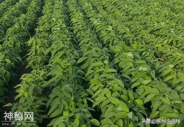 神奇植物固氮，将空气中“氮”固定任务，植物“外包”给了细菌-1.jpg