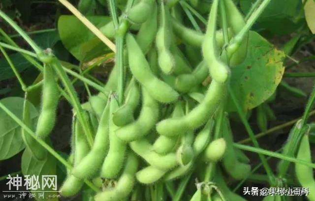 神奇植物固氮，将空气中“氮”固定任务，植物“外包”给了细菌-2.jpg