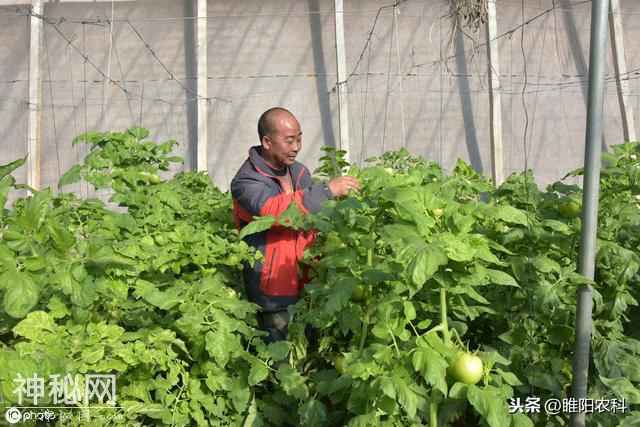 这个药真厉害，10秒杀菌，能防治600多种真菌、细菌、病毒等病害-5.jpg