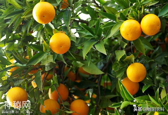 这个药真厉害，10秒杀菌，能防治600多种真菌、细菌、病毒等病害-3.jpg