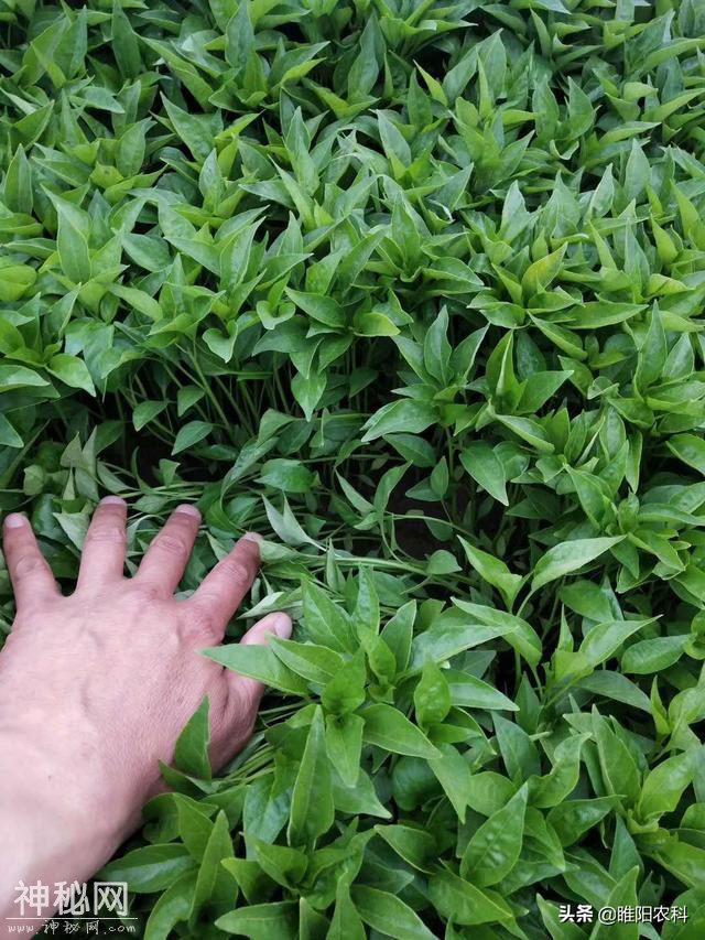 这个药真厉害，10秒杀菌，能防治600多种真菌、细菌、病毒等病害-9.jpg