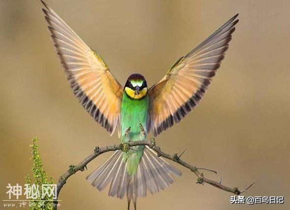 第三十九课：鸟类细菌感染不是儿戏！不注意后果还很严重呢-2.jpg