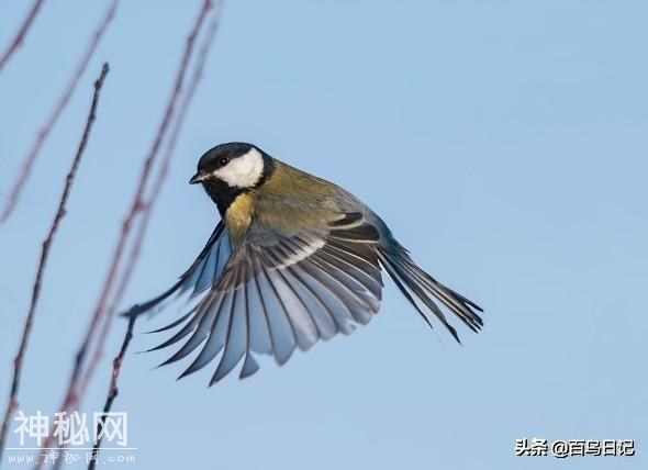第三十九课：鸟类细菌感染不是儿戏！不注意后果还很严重呢-1.jpg