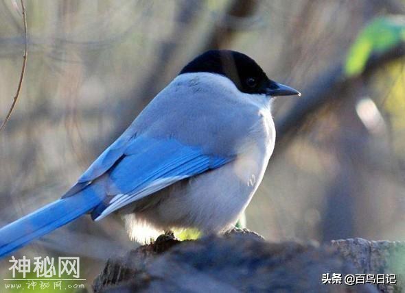 第三十九课：鸟类细菌感染不是儿戏！不注意后果还很严重呢-6.jpg