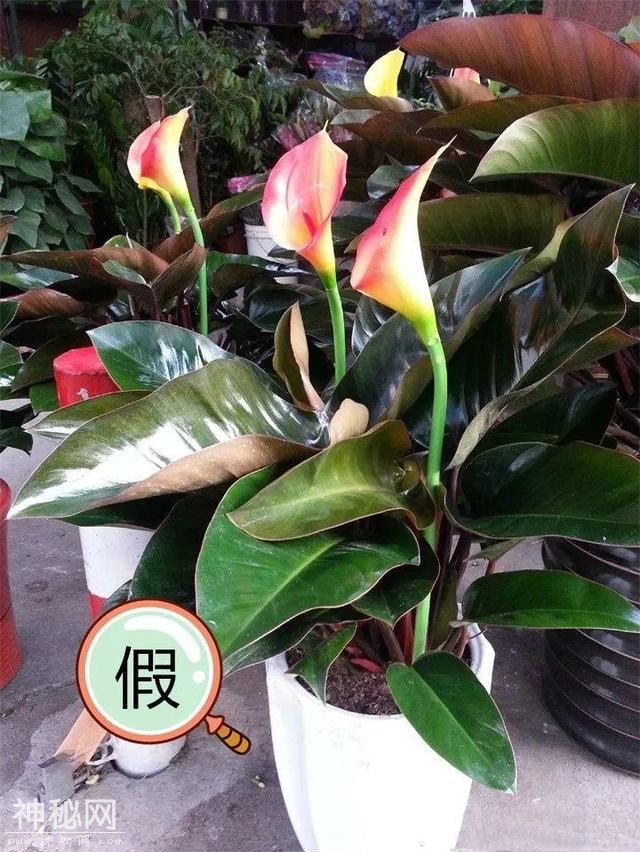 养了两个月的花，竟发现是假的？这些套路还真得摸清楚-5.jpg