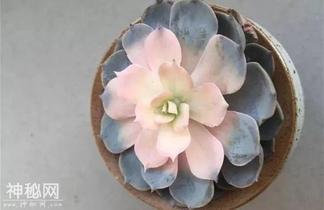 养了两个月的花，竟发现是假的？这些套路还真得摸清楚-21.jpg