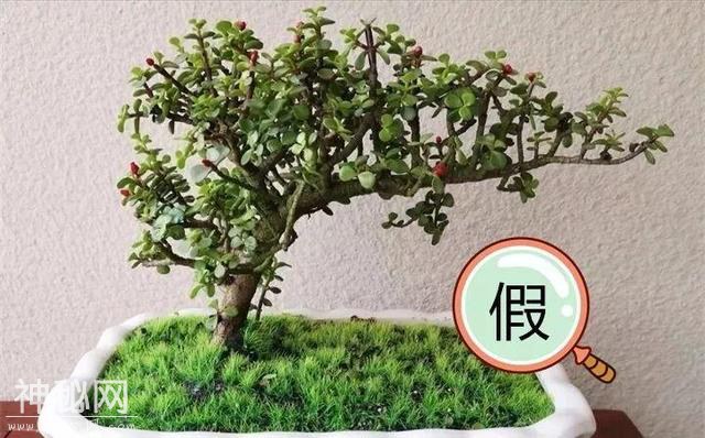 养了两个月的花，竟发现是假的？这些套路还真得摸清楚-13.jpg