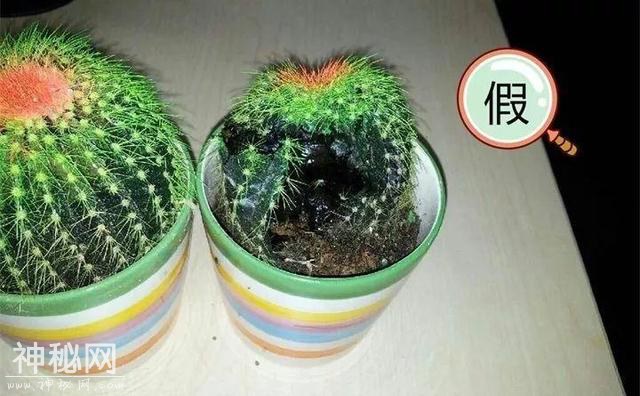 养了两个月的花，竟发现是假的？这些套路还真得摸清楚-27.jpg